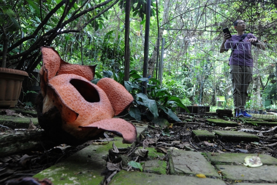 Melihat Bunga Langka Rafflesia Patma Mekar