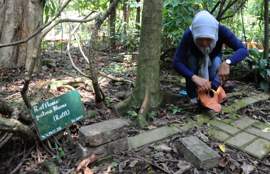 Melihat Bunga Langka Rafflesia Patma Mekar