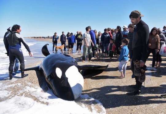 Paus Pembunuh Mati Terdampar di Pantai Argentina