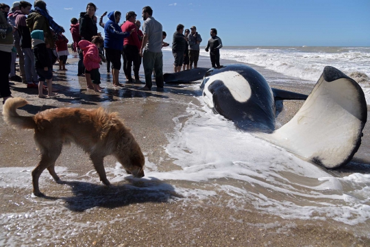 Paus Pembunuh Mati Terdampar di Pantai Argentina