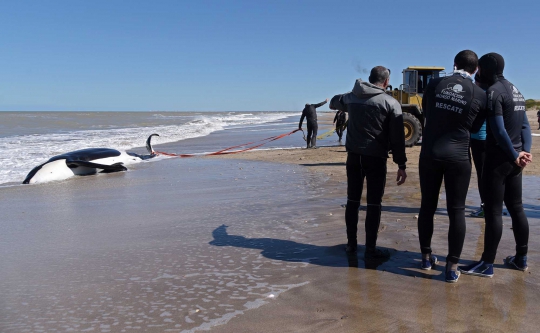 Paus Pembunuh Mati Terdampar di Pantai Argentina