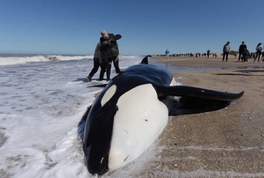 Paus Pembunuh Mati Terdampar di Pantai Argentina