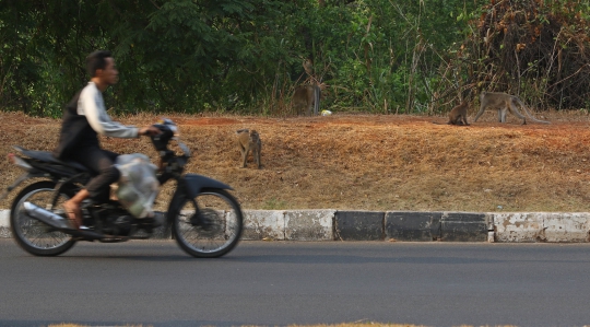 Cari Makanan, Kawanan Monyet Berkeliaran di Jalan