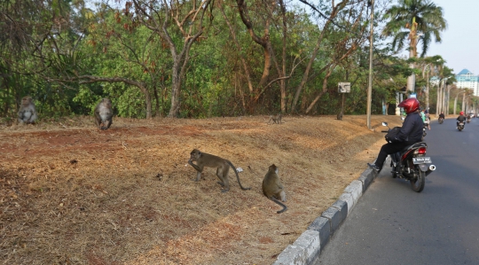 Cari Makanan, Kawanan Monyet Berkeliaran di Jalan