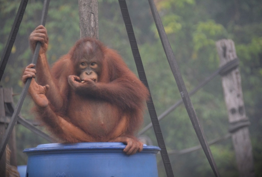 Kabut Asap, Orangutan Kalimantan Terserang Infeksi Saluran Pernapasan