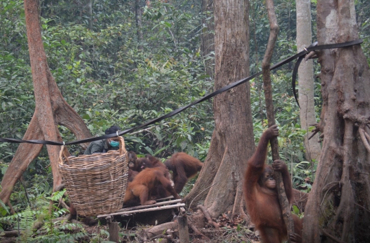 Kabut Asap, Orangutan Kalimantan Terserang Infeksi Saluran Pernapasan