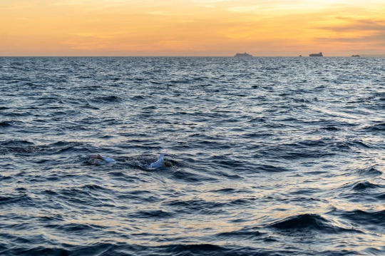 Penyintas Kanker Berenang Seberangi Selat Inggris Selama 54 Jam Nonstop