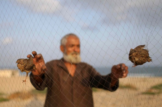 Cara Warga Palestina Berburu Burung dengan Jaring