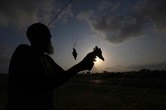 Cara Warga Palestina Berburu Burung dengan Jaring