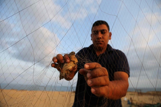 Cara Warga Palestina Berburu Burung dengan Jaring