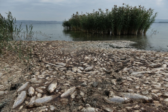 Ribuan Ikan Mati Kekeringan di Danau Yunani