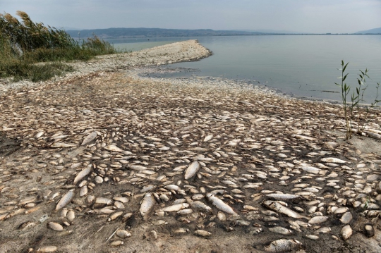 Ribuan Ikan Mati Kekeringan di Danau Yunani