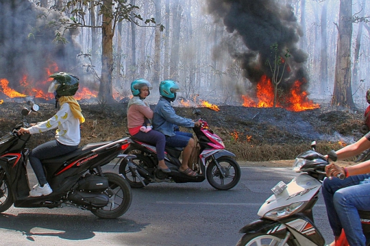 Kebakaran Lalap Hutan Jati di Semarang