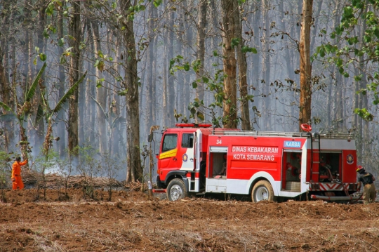 Kebakaran Lalap Hutan Jati di Semarang