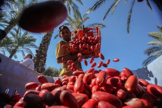 Melihat Panen Kurma di Palestina