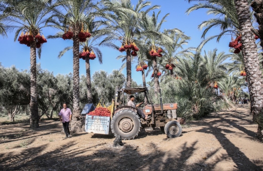 Melihat Panen Kurma di Palestina