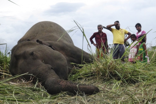 Ratusan Ekor Gajah Mati Setiap Tahun di Sri Lanka