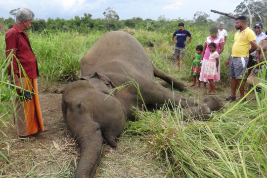 Ratusan Ekor Gajah Mati Setiap Tahun di Sri Lanka