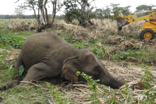 Ratusan Ekor Gajah Mati Setiap Tahun di Sri Lanka