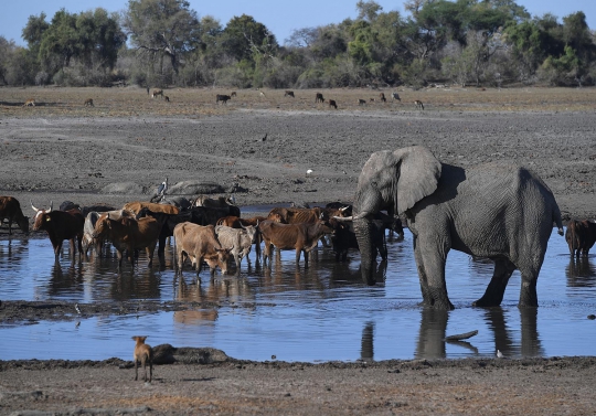 Potret Kehidupan Satwa Liar Afrika di Tengah Kekeringan