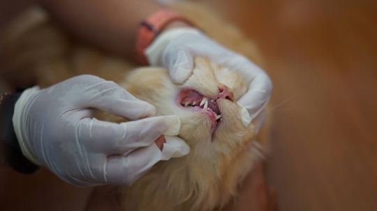 Peringati Hari Rabies Sedunia, Anjing dan Kucing di DKI Gratis Vaksinasi