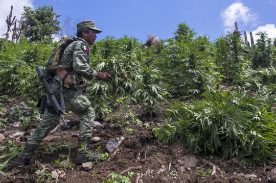 Tentara Meksiko Temukan Ladang Ganja Seluas 3 Hektar