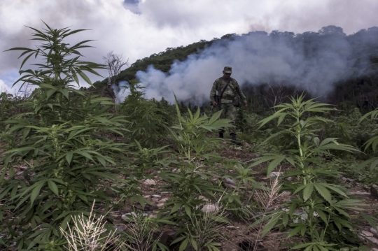 Tentara Meksiko Temukan Ladang Ganja Seluas 3 Hektar