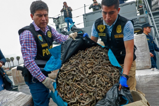 Peru Berhasil Gagalkan Penyelundupan 12,3 Juta Kuda Laut Kering