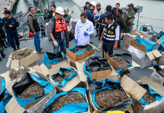 Peru Berhasil Gagalkan Penyelundupan 12,3 Juta Kuda Laut Kering