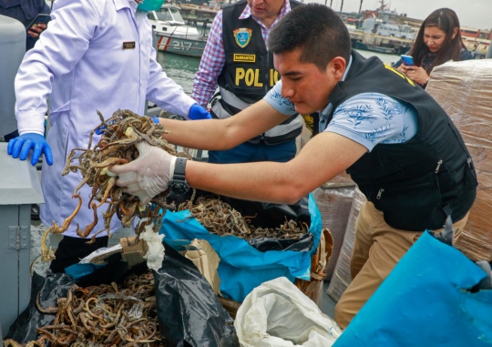 Peru Berhasil Gagalkan Penyelundupan 12,3 Juta Kuda Laut Kering