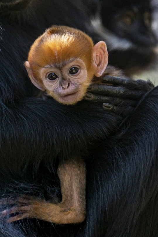 Foto : Bayi Monyet Langka Lahir Di Kebun Binatang Sydney | Merdeka.com