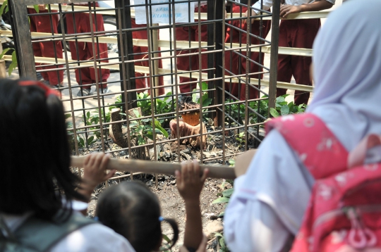 Fenomena Bunga Bangkai Tumbuh di Halaman SD Bekasi