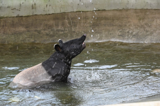 Tapir Betis yang Kini Terancam Punah