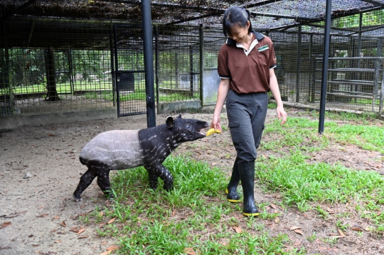 Tapir Betis yang Kini Terancam Punah