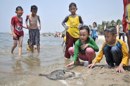 Fenomena Kawanan Ubur-ubur Bermunculan di Pantai Ancol