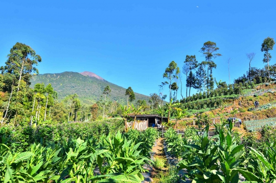 Tradisi Berbagi Tembakau Petani Gunung Slamet