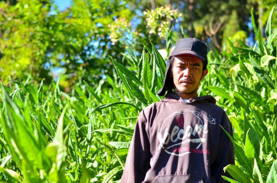 Tradisi Berbagi Tembakau Petani Gunung Slamet