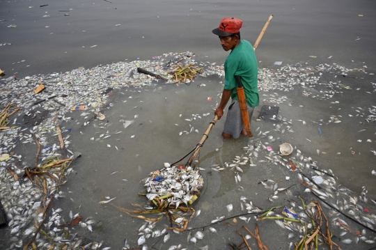 Ribuan Ikan Mati di Teluk Manila