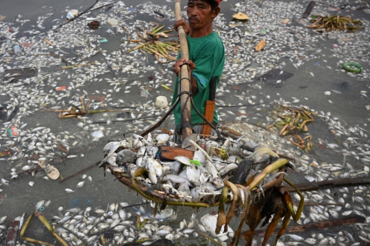 Ribuan Ikan Mati di Teluk Manila