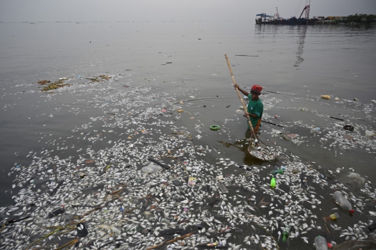 Ribuan Ikan Mati di Teluk Manila