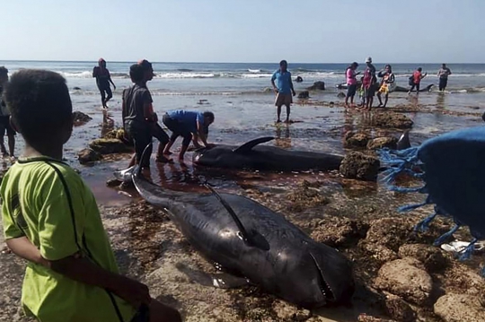 Penampakan Belasan Ekor Paus yang Terdampar di Pantai Selatan NTT