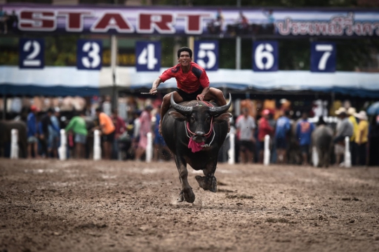 Melihat Keseruan Balapan Kerbau di Thailand