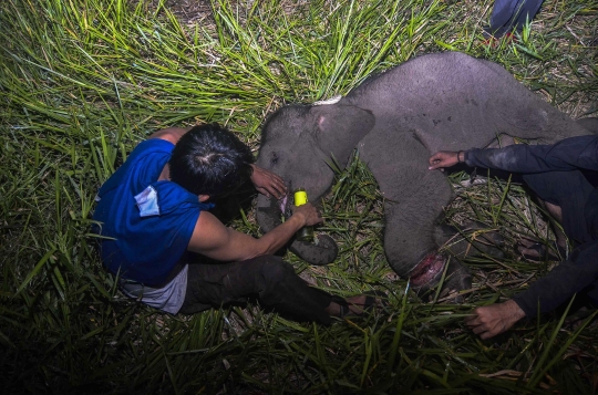 Penyelamatan Bayi Gajah Terluka di Riau