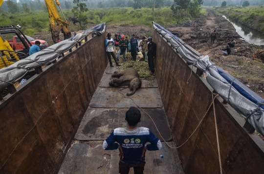 Penyelamatan Bayi Gajah Terluka di Riau