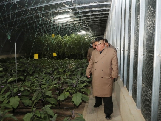Wajah Kim Jong-un Saat Lihat Sayuran di Dalam Rumah Kaca