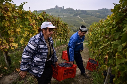 Melihat Panen Anggur untuk Wine di Italia