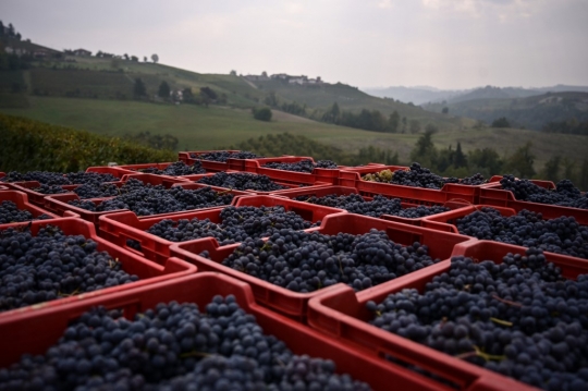 Melihat Panen Anggur untuk Wine di Italia