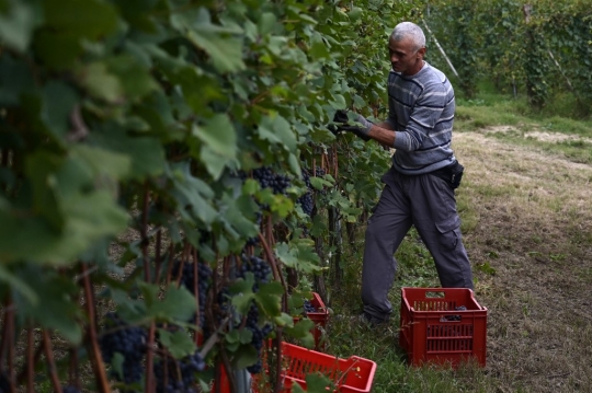 Melihat Panen Anggur untuk Wine di Italia