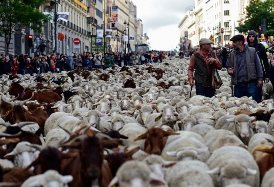 Ketika 2.000 Domba Lewat Jalanan Kota Madrid