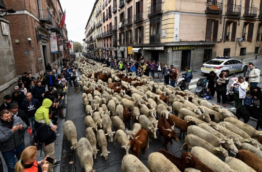 Ketika 2.000 Domba Lewat Jalanan Kota Madrid